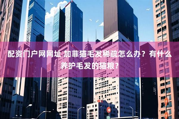 配资门户网网址 加菲猫毛发稀疏怎么办？有什么养护毛发的猫粮？