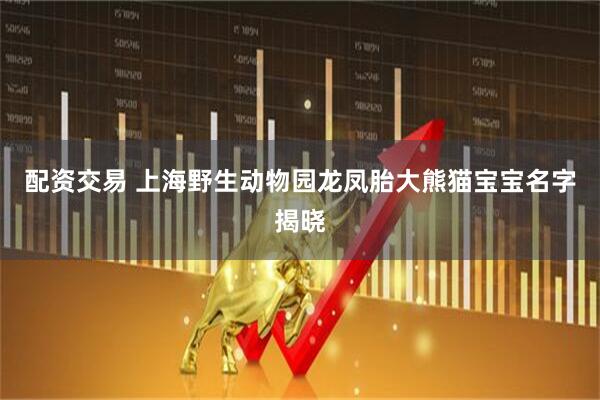 配资交易 上海野生动物园龙凤胎大熊猫宝宝名字揭晓