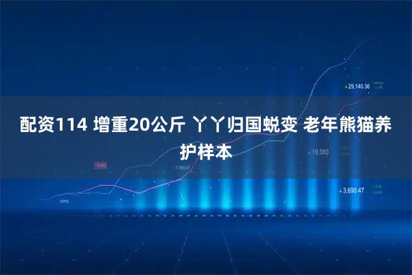 配资114 增重20公斤 丫丫归国蜕变 老年熊猫养护样本